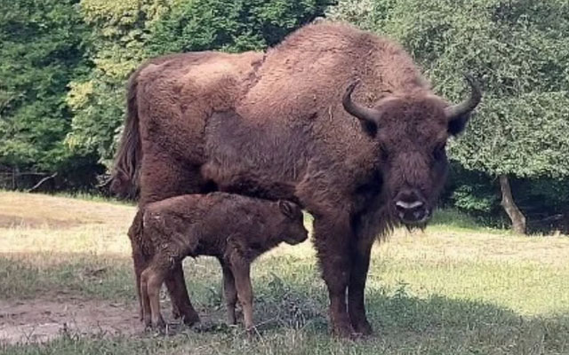 Pročitaj celu vest